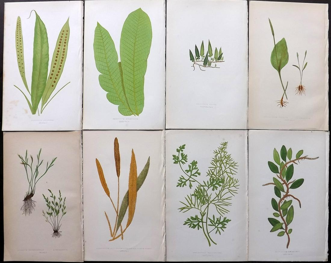 Lowe, Edward 1856 Lot of 8 Antique Fern Prints: Woodblocks Published 1856-60 by Groombridge and Sons, London for "Ferns: British and Exotic" by Edward Lowe. Illustrated by A.F. Lydon. Printed by Benjamin Fawcett. Paper Size: 10 x 6 inch (25 x 15cm)