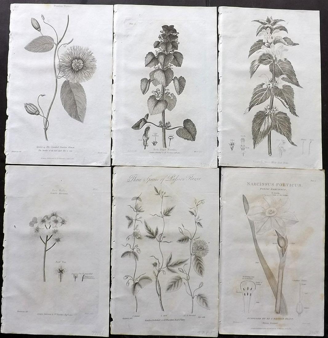 Thornton, Robert 1812 Lot of 6 Botanical Prints: Copper Plates Published 1812, London for "Elements of Botany" by Dr. Robert John Thonton. Paper Size: 9.5. x 6 inch (24 x 15cm) Minor toning in parts, good condition