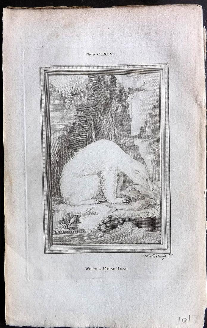 Buffon, Comte de 1785 Antique Print. Polar Bear (1 of 2)