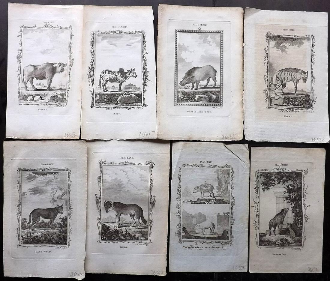 Buffon, Comte de 1785 Lot of 8 Animal Prints: Copper Plate Published 1785, London for "Natural History, General and Particular" by the Count de Buffon. Translated by William Smellie. Paper Size: 8.5 x 5.5 inch (22 x 14cm) Approx. Good Condition o