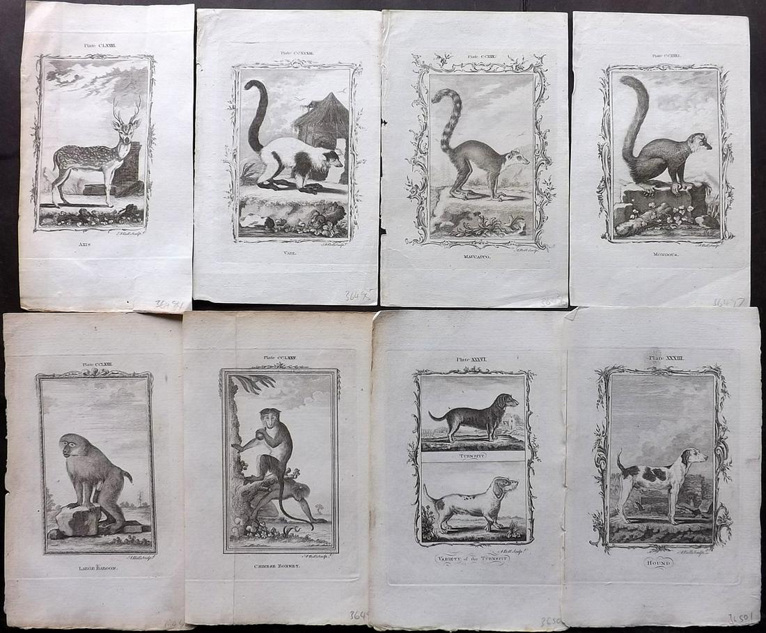 Buffon, Comte de 1785 Lot of 8 Animal Prints: Copper Plate Published 1785, London for "Natural History, General and Particular" by the Count de Buffon. Translated by William Smellie. Paper Size: 8.5 x 5.5 inch (22 x 14cm) Approx. Good Condition o