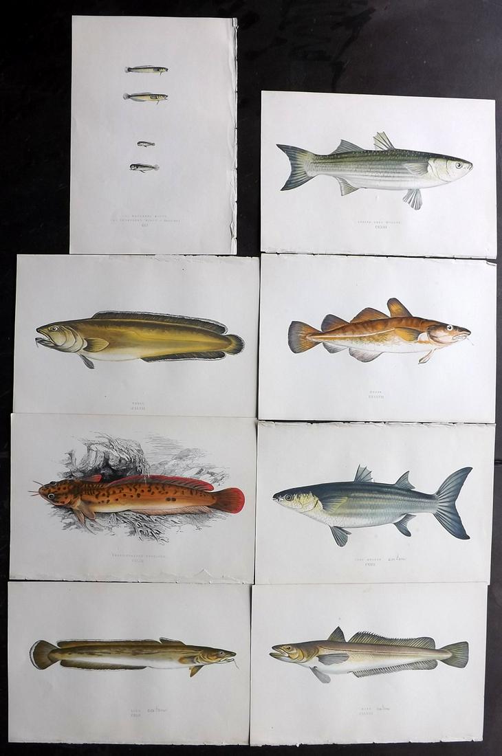 Couch, Jonathan 1877 Lot of 8 Fish Prints: Color Printed Woodblocks Published 1877, London for "A History of the Fishes of the British Islands" by Jonathan Couch. Paper Size: 9.5 x 6.5 inch (24 x 16.5cm) Good Condition
