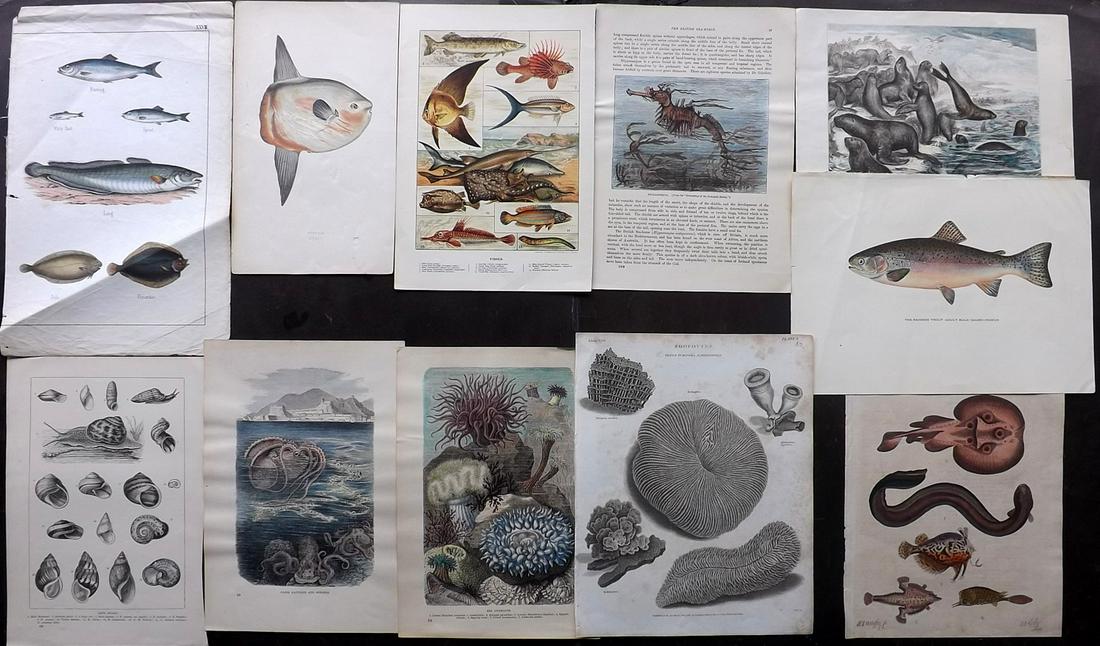 Fish & Sea Life 19th Cent. Mixed Lot of 11 Prints (1 of 2)