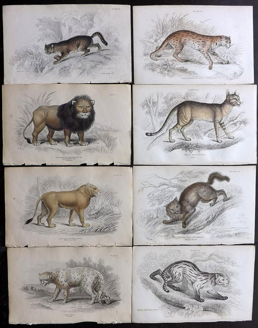 Jardine, William C1840 Lot of 8 HCol Prints. Big Cats (1 of 2)