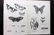 National Encyclopedia C1875 Lot 8 Insects, Butterflies - 2