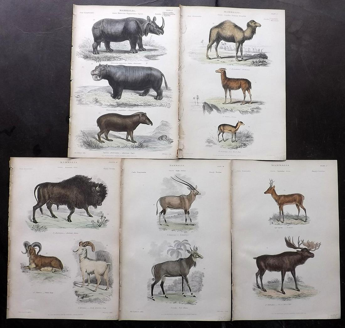 Richardson, John 1862 Lot of 5 Hand Col Mammal Prints: Steel Engravings/Etchings Published 1859-62 by William Mackenzie, Edinburgh & London for "The Museum of Natural History" by John Richardson. Paper Size: 10.5 x 7 inch (27 x 18cm) Good Condition