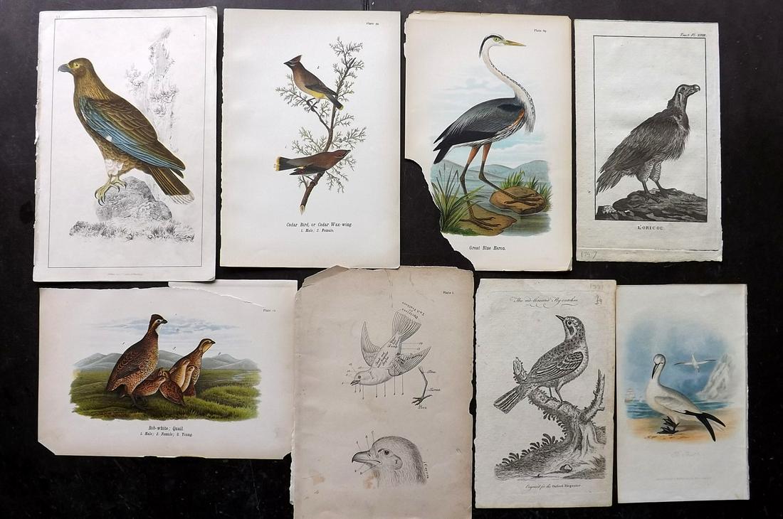 Birds 1771-1890. Mixed Lot of 8 Antique Prints: Engravings and Lithos. Examples by The Oxford Magazine, Goldsmith, Mudie, Warren, and Levaillant. Paper Size: Up to 10 x 6.5 inch (25 x 16.5cm) Two of the Warren Birds have poor margins, one affecting