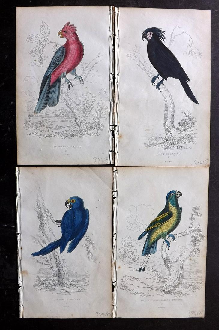 Lauder, Brown & Kidd 1833 Lot of 4 HCol Parrot Prints (1 of 2)