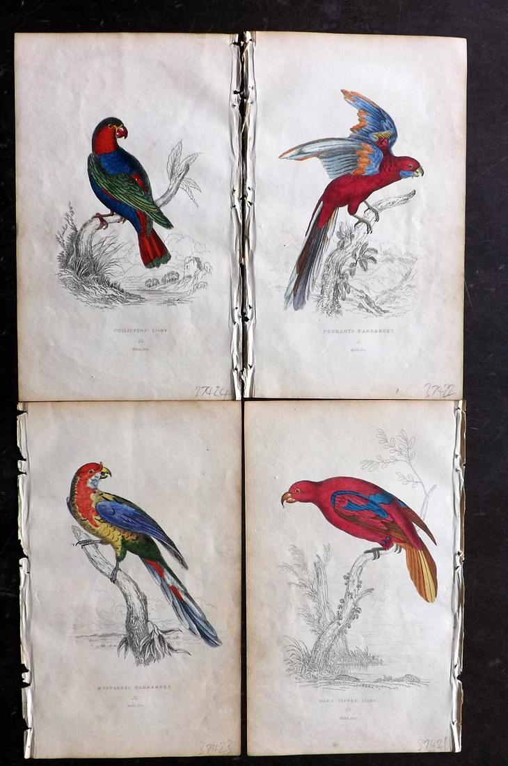 Lauder, Brown & Kidd 1833 Lot of 4 HCol Parrot Prints (1 of 2)