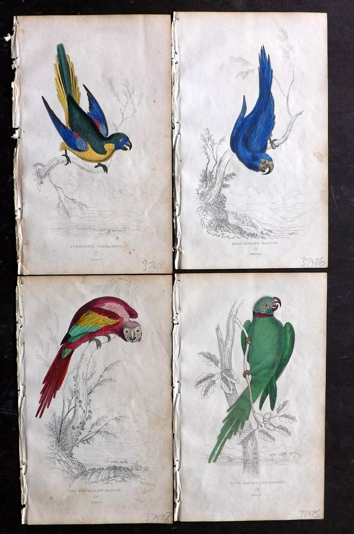 Lauder, Brown & Kidd 1833 Lot of 4 HCol Parrot Prints (1 of 2)