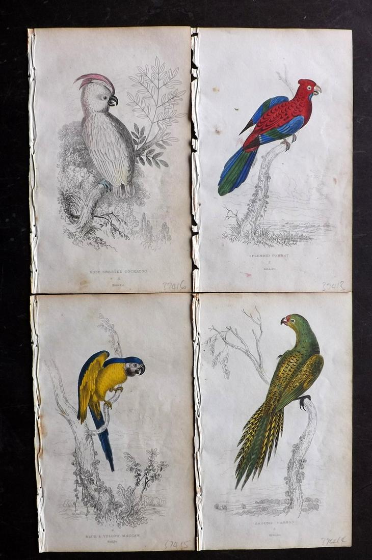 Lauder, Brown & Kidd 1833 Lot of 4 HCol Parrot Prints (1 of 2)