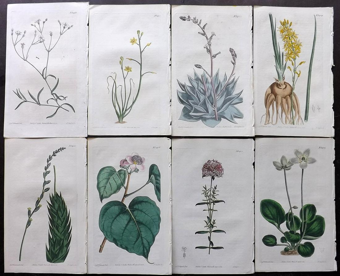 Curtis, William 1812 Lot of 8 HCol Botanical Prints (1 of 2)