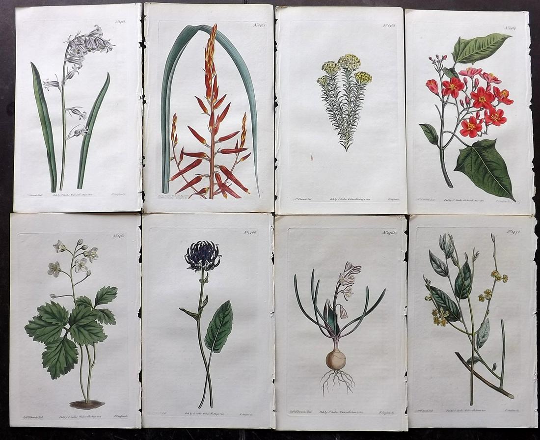 Curtis, William 1812 Lot of 8 HCol Botanical Prints (1 of 2)