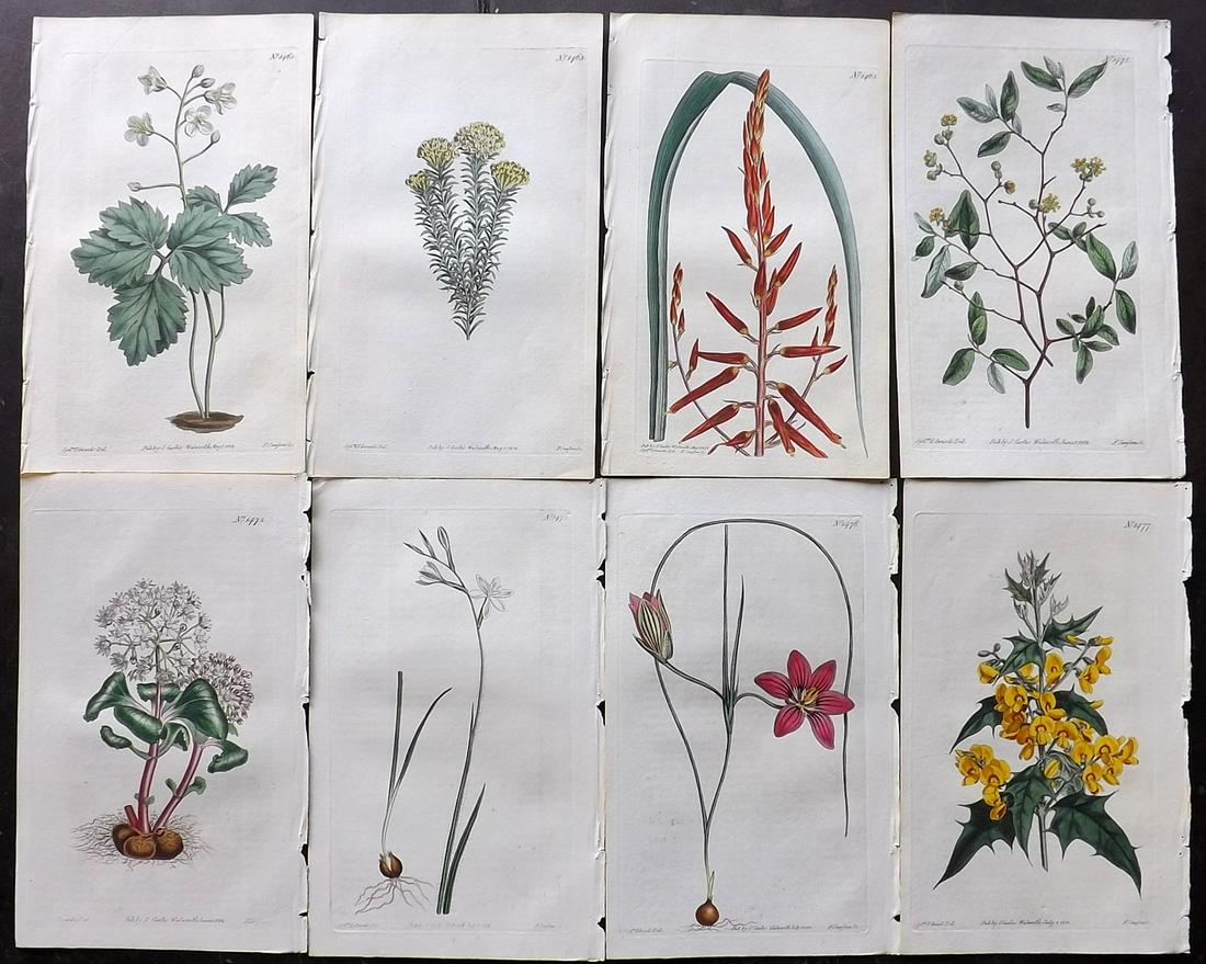 Curtis, William 1812 Lot of 8 HCol Botanical Prints (1 of 2)