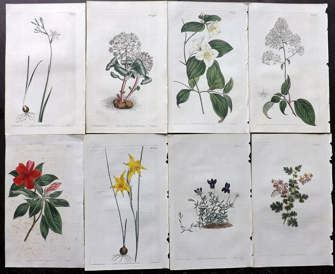 Curtis, William 1812 Lot of 8 HCol Botanical Prints (1 of 2)