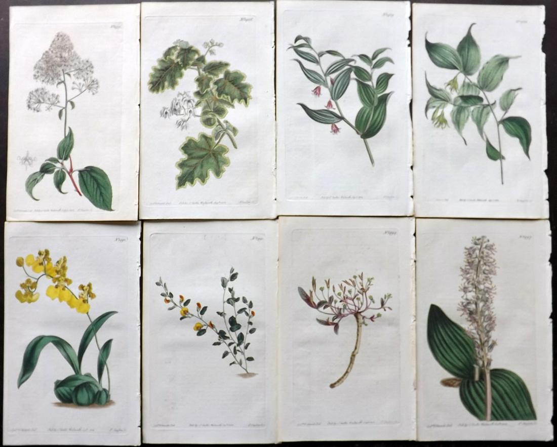 Curtis, William 1812 Lot of 8 HCol Botanical Prints (1 of 2)