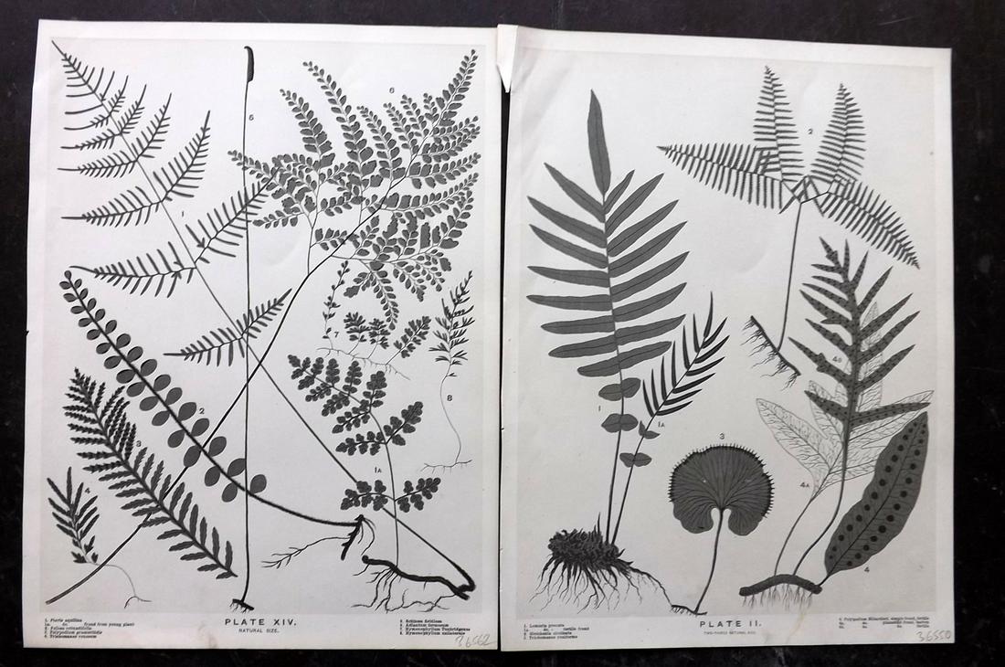 Field, Henry 1890 Pair of New Zealand Fern Prints: Lithographs Published 1890, London for "The Ferns of New Zealand and its immediate dependencies" by Henry Claylands Field. Paper Size: 10.5 x 8 inch (27 x 21cm) Good Condition