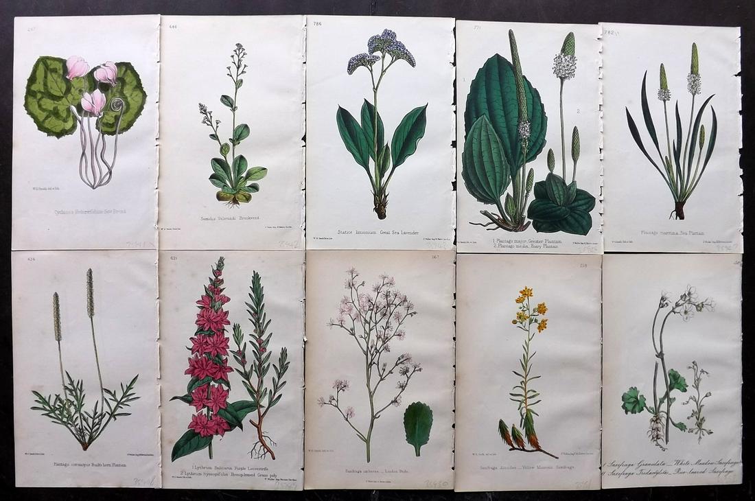 Hogg & Johnson C1870 Lot of 10 HCol Botanical Prints: Hand Coloured Lithographs Published 1863-1880, London for "The Wild Flowers of Great Britain" by Robert Hogg & George W. Johnson. Paper Size: 9 x 5.5 inch (23 x 14cm) Occasional backround tone spots. 