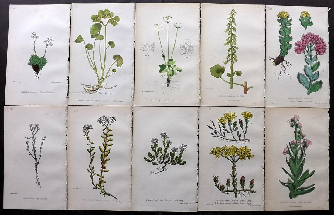 Hogg & Johnson C1870 Lot of 10 HCol Botanical Prints: Hand Coloured Lithographs Published 1863-1880, London for "The Wild Flowers of Great Britain" by Robert Hogg & George W. Johnson. Paper Size: 9 x 5.5 inch (23 x 14cm) Occasional backround tone spots. 