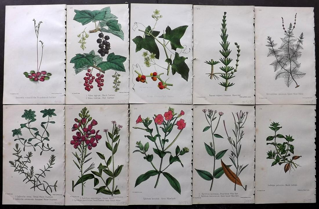 Hogg & Johnson C1870 Lot of 10 HCol Botanical Prints: Hand Coloured Lithographs Published 1863-1880, London for "The Wild Flowers of Great Britain" by Robert Hogg & George W. Johnson. Paper Size: 9 x 5.5 inch (23 x 14cm) Occasional backround tone spots. 