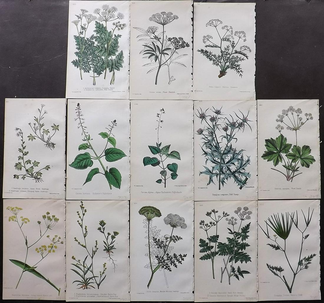 Hogg & Johnson C1870 Lot of 13 HCol Botanical Prints: Hand Coloured Lithographs Published 1863-1880, London for "The Wild Flowers of Great Britain" by Robert Hogg & George W. Johnson. Paper Size: 9 x 5.5 inch (23 x 14cm) Occasional backround tone spots. 
