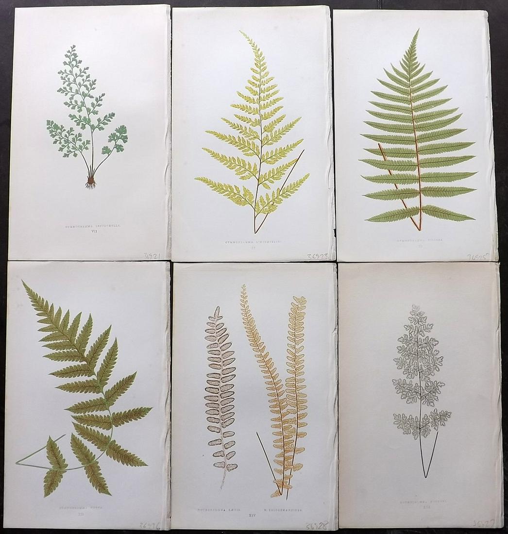 Lowe, Edward 1856 Lot of 6 Antique Fern Prints: Woodblocks Published 1856-60 by Groombridge and Sons, London for "Ferns: British and Exotic" by Edward Lowe. Illustrated by A.F. Lydon. Printed by Benjamin Fawcett. Paper Size: 10 x 6 inch (25 x 15cm)