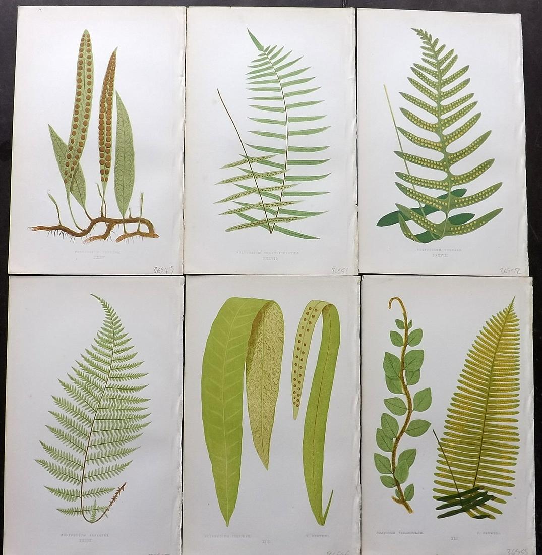 Lowe, Edward 1856 Lot of 6 Antique Fern Prints: Woodblocks Published 1856-60 by Groombridge and Sons, London for "Ferns: British and Exotic" by Edward Lowe. Illustrated by A.F. Lydon. Printed by Benjamin Fawcett. Paper Size: 10 x 6 inch (25 x 15cm)