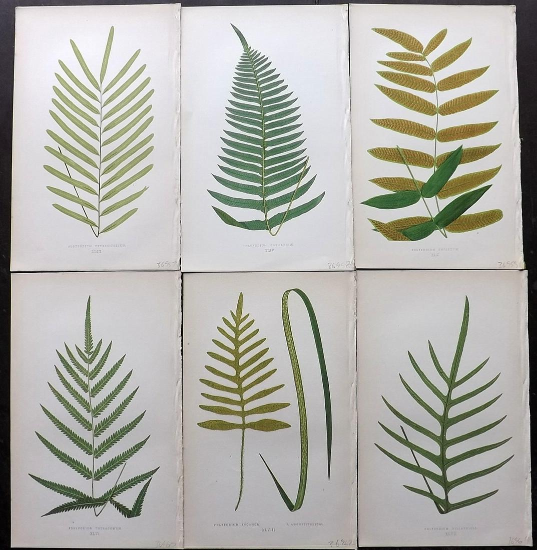 Lowe, Edward 1856 Lot of 6 Antique Fern Prints: Woodblocks Published 1856-60 by Groombridge and Sons, London for "Ferns: British and Exotic" by Edward Lowe. Illustrated by A.F. Lydon. Printed by Benjamin Fawcett. Paper Size: 10 x 6 inch (25 x 15cm)