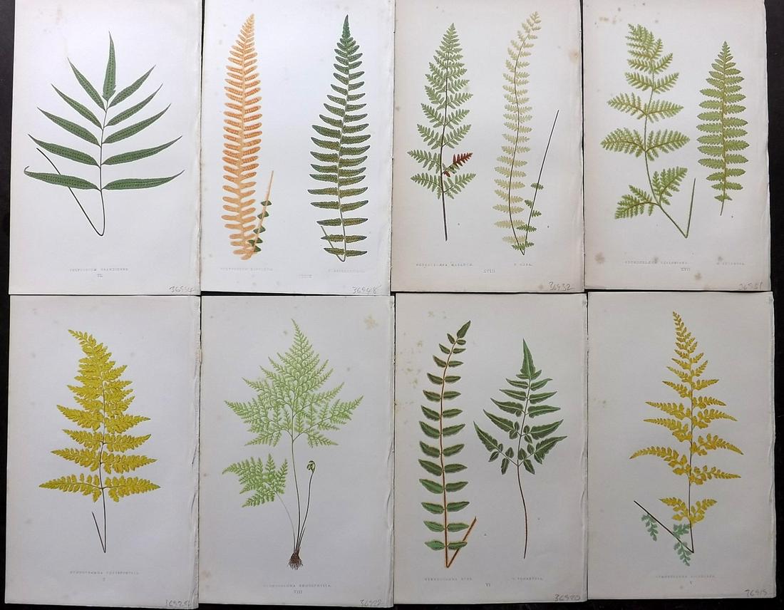 Lowe, Edward 1856 Lot of 8 Antique Fern Prints: Woodblocks Published 1856-60 by Groombridge and Sons, London for "Ferns: British and Exotic" by Edward Lowe. Illustrated by A.F. Lydon. Printed by Benjamin Fawcett. Paper Size: 10 x 6 inch (25 x 15cm)