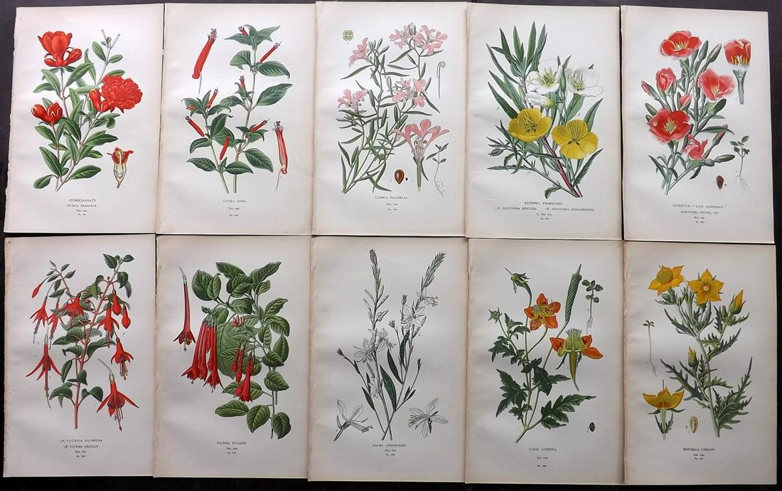 Step, Edward 1897 Lot of 10 Botanical Prints: Chromolithograph Published 1896-97 by Frederick Warne & Co., London for "Favourite Flowers of Garden and Greenhouse" by Edward Step and William Waton. Paper Size: 9.5 x 6 inch (24 x 15cm) Good Conditi