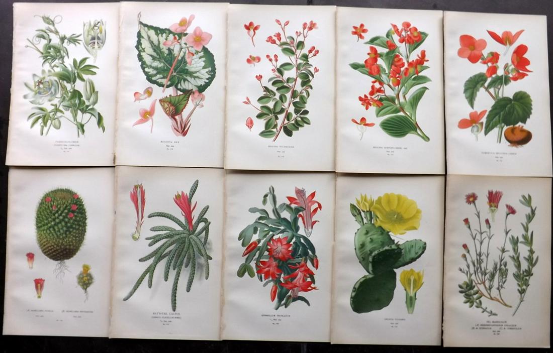 Step, Edward 1897 Lot of 10 Botanical Prints: Chromolithograph Published 1896-97 by Frederick Warne & Co., London for "Favourite Flowers of Garden and Greenhouse" by Edward Step and William Waton. Paper Size: 9.5 x 6 inch (24 x 15cm) Good Conditi