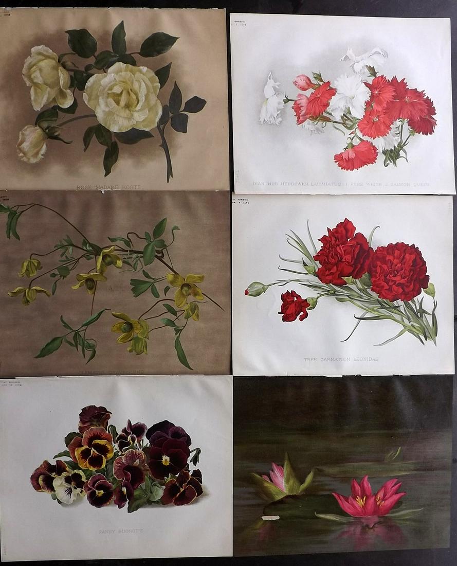 The Garden 1894-96 Lot of 6 Botanical Prints: Chromolithographs Published 1872-1927, London for "The Garden. An Illustrated Weekly Journal of Horticulture in all its Branches" Edited by William Robinson and others. Paper Size: 11.5 x 9 inch (29 x