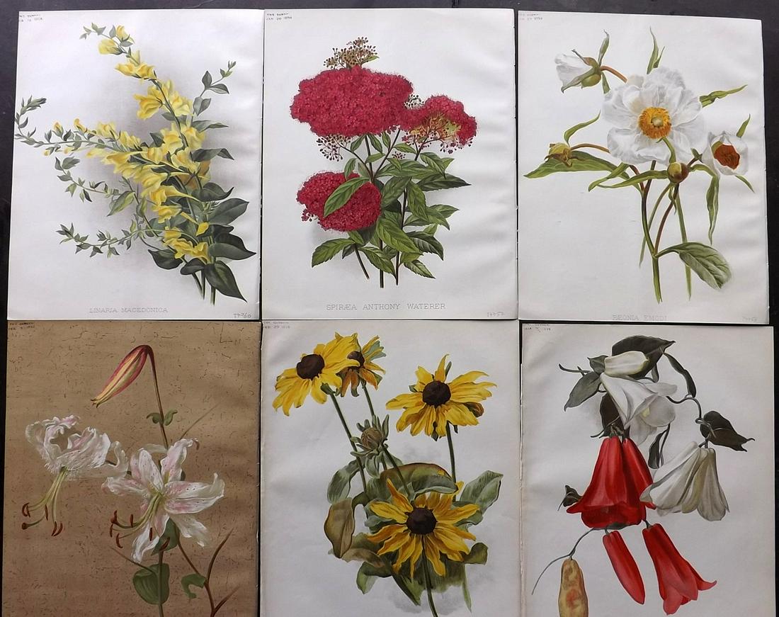 The Garden 1894-96 Lot of 6 Botanical Prints: Chromolithographs Published 1872-1927, London for "The Garden. An Illustrated Weekly Journal of Horticulture in all its Branches" Edited by William Robinson and others. Paper Size: 11.5 x 9 inch (29 x