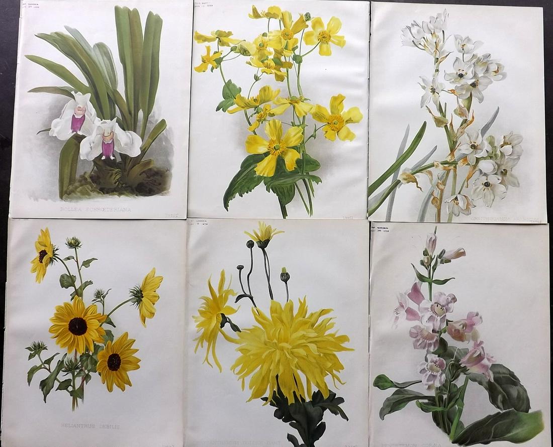 The Garden 1896 Lot of 6 Botanical Prints: Chromolithographs Published 1872-1927, London for "The Garden. An Illustrated Weekly Journal of Horticulture in all its Branches" Edited by William Robinson and others. Paper Size: 11.5 x 9 inch (29 x