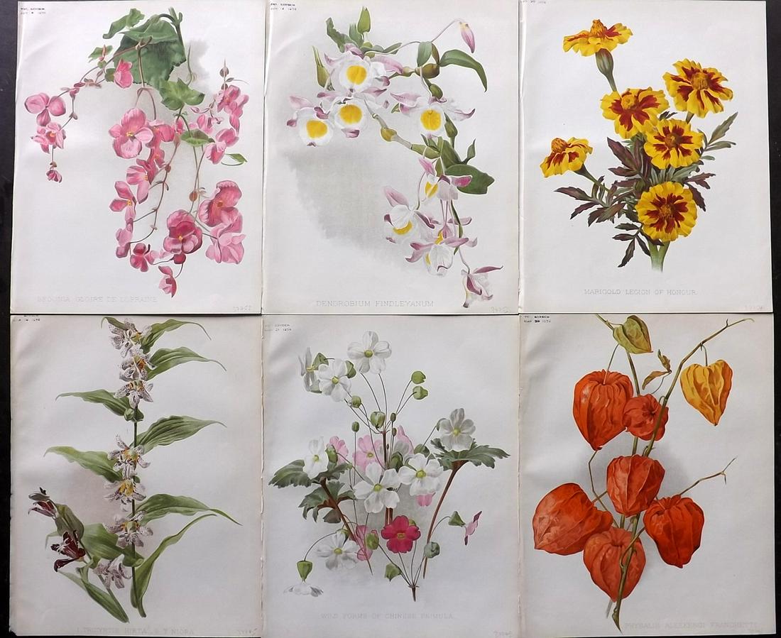 The Garden 1896 Lot of 6 Botanical Prints: Chromolithographs Published 1872-1927, London for "The Garden. An Illustrated Weekly Journal of Horticulture in all its Branches" Edited by William Robinson and others. Paper Size: 11.5 x 9 inch (29 x