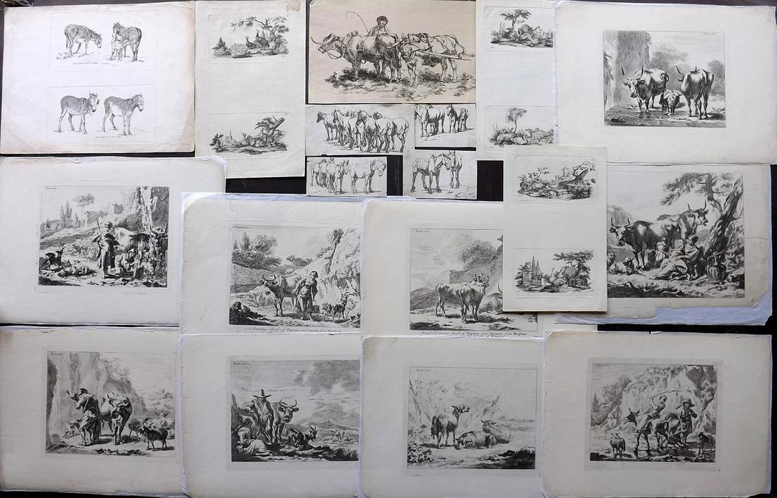 Animals C1800 Lot of 20 Etchings by Berchem etc (1 of 2)