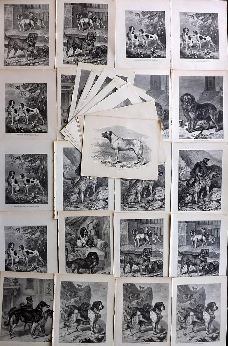 Cassell & Shaw 1881 Lot of 32 Antique Dog Prints: Heavily Duplicated. Wood Engravings (Reverse side blank) Published 1881 by Cassell & Co., London for "The Illustrated Book of the Dog" by Vero Shaw. Paper Size: 10.5 x 8 inch (27 x 21cm) Good Conditio