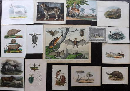 Hand Colored Natural History Prints 19th Cent Lot of 15: Engravings and Lithos - All with hand colour. Examples by Buffon/Kelly, W. C. Harris, PZS, Brightly, Joseph Wolf, Thomas Pennant, Adam White/Instructive Picture Book, Cassell/Vero Shaw, Encyclopedia B