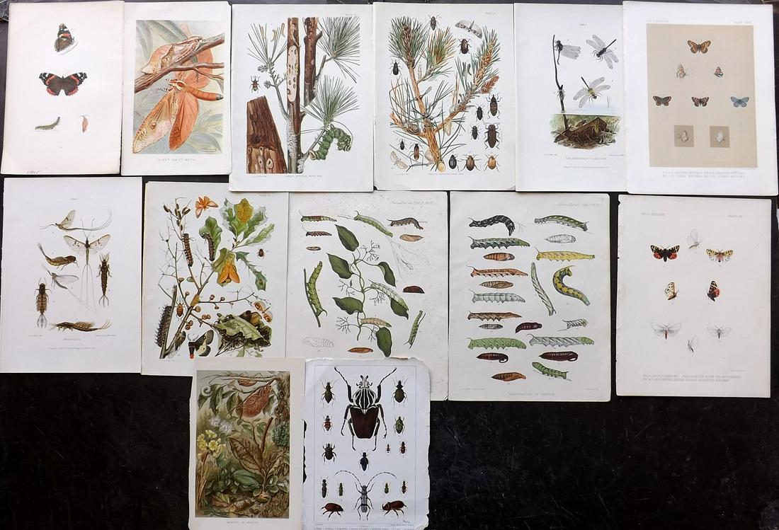 Insects & Butterflies 19th Cent. Lot of 13 Prints (1 of 2)