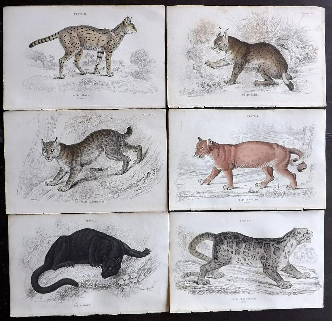 Jardine, William C1840 Lot of 6 HCol Prints. Big Cats (1 of 2)
