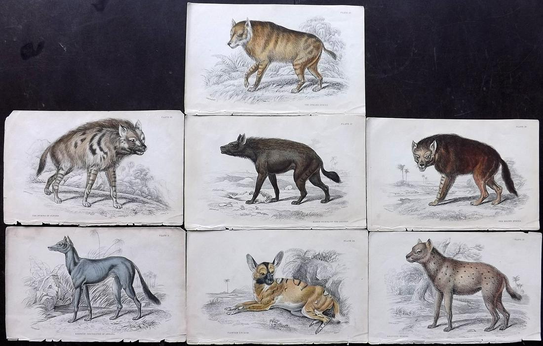 Jardine, William C1840 Lot of 7 Hyena, Wild Dogs (1 of 2)
