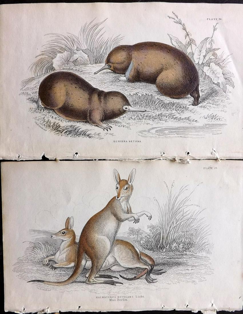 Jardine, William C1840 Pair HC Prints. Australia (1 of 2)