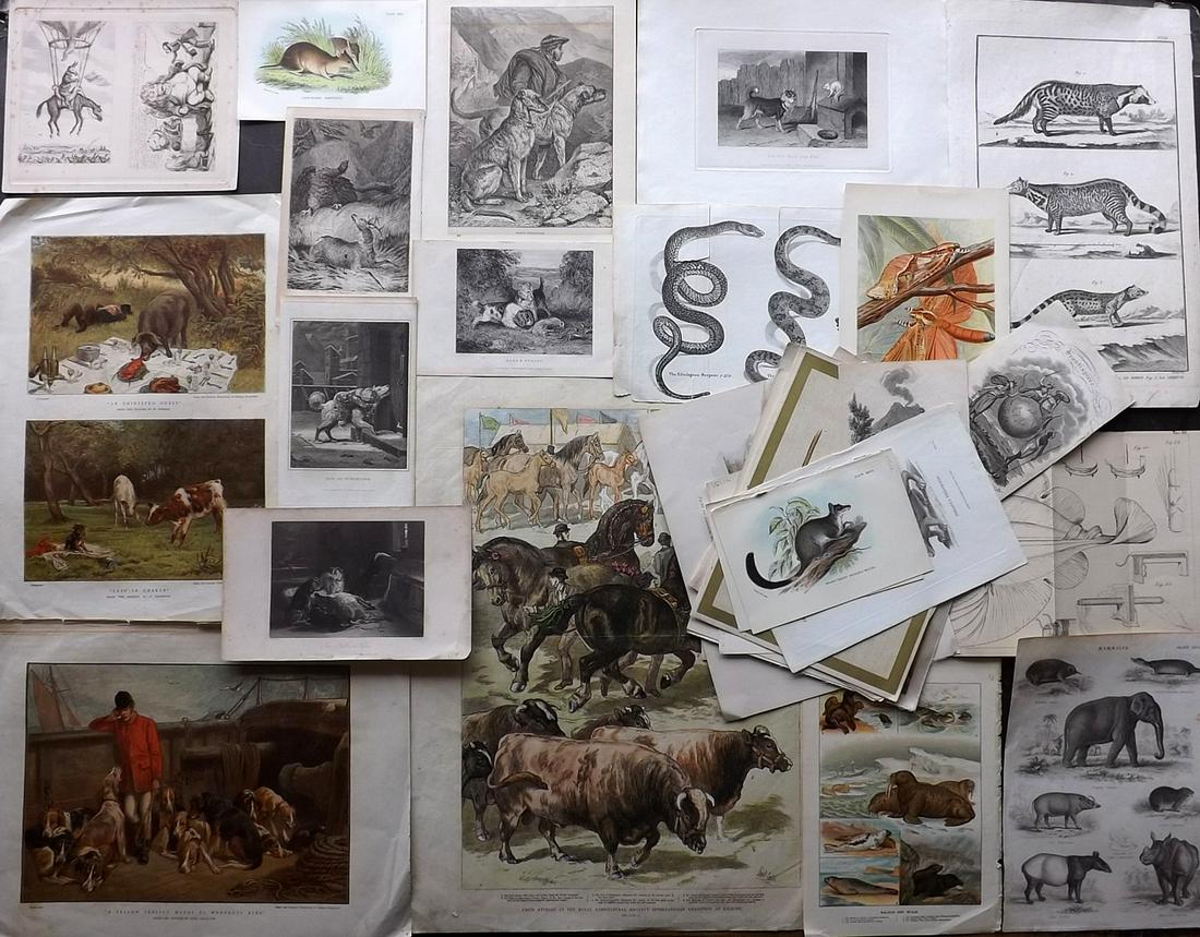 Natural History Prints 18th-19th Cent. Lot of 30: Lot of Engravings and Lithos. Examples by Diderot, Lloyds, Illustrated London News, Cassell, Darton, Encylopedia Britannica, George Shaw, Goldsmith, Lydekker, Sporting Magazine, and others. A Couple a
