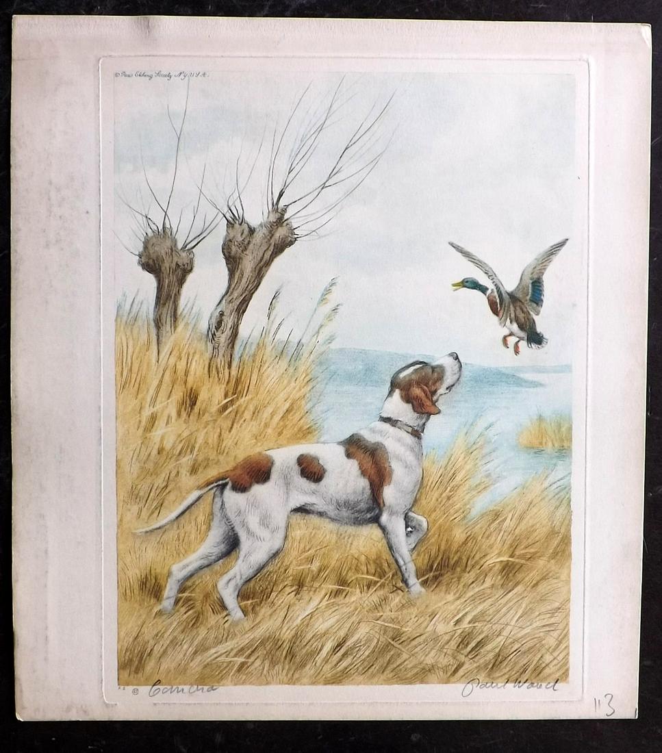 Wood, Paul C1935 Signed Dog Etching. Canard (1 of 2)