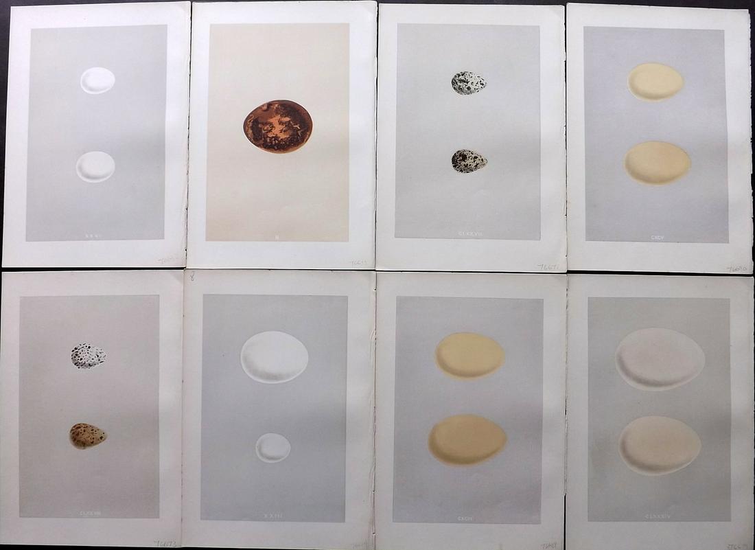 Morris, Francis 1875 Lot of 6 Bird Egg Prints: Woodblocks Published 1875, London for "A Natural History of the Nests and Eggs of British Birds" By the Rev. Francis Orpen Morris, printed Benjamin Fawcett. Most Plates printed in colours and finished