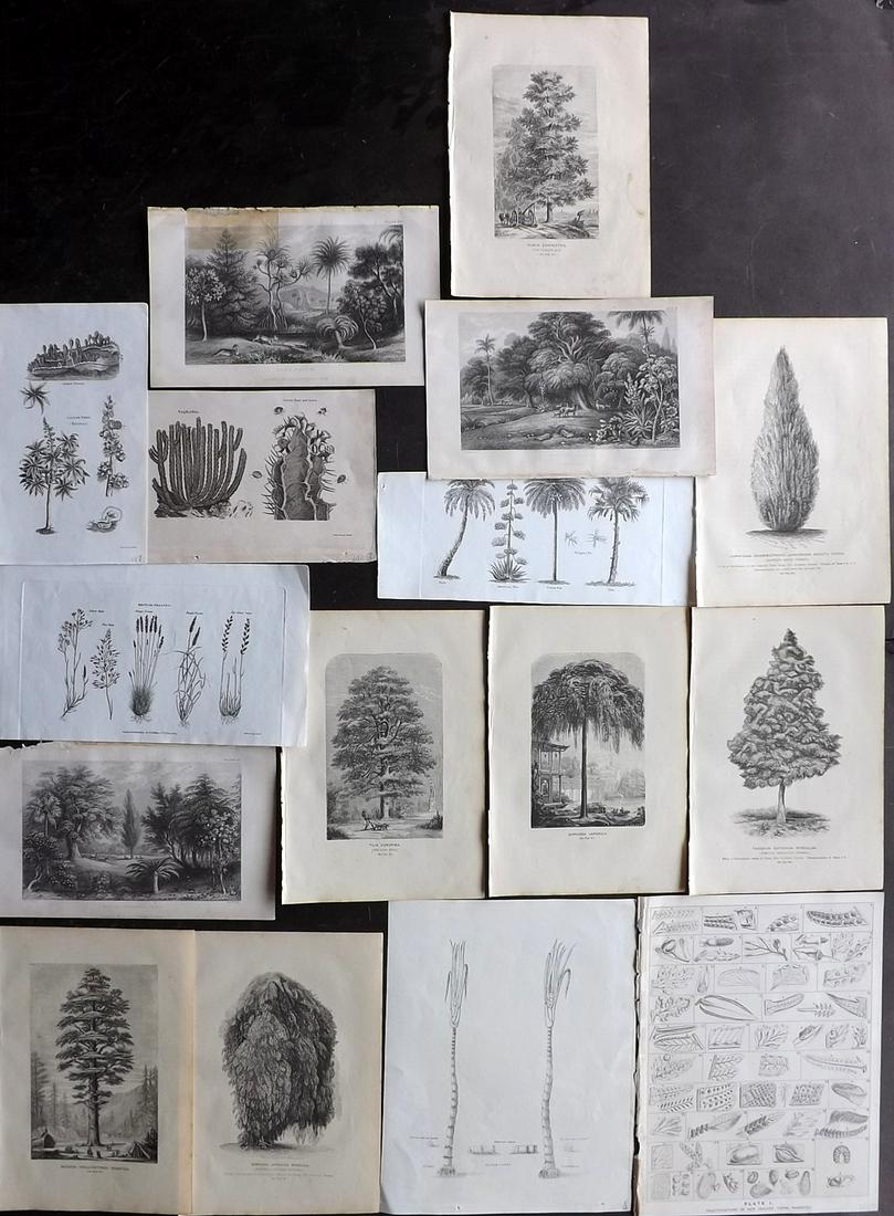 Botanical Prints 19th Cent. Lot of 16 Engravaings: 15 Engravings and One Lithograph. Examples by Anderson, Field, Rhind and Simeon Shaw. Paper Size: Up to 11 x 8 inch (28 x 20cm) Good Condition overall