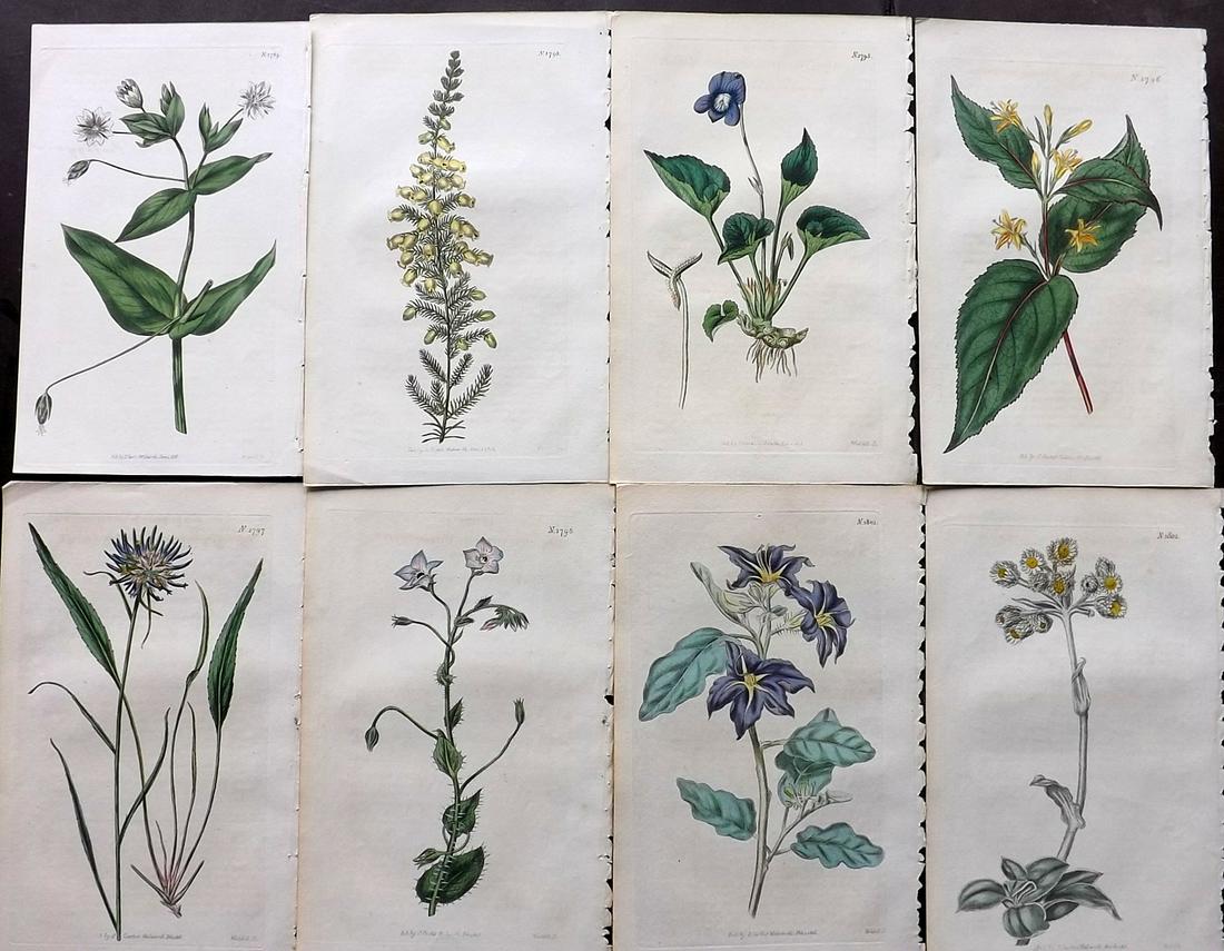 Curtis, William 1816 Lot of 8 HCol Botanical Prints (1 of 2)