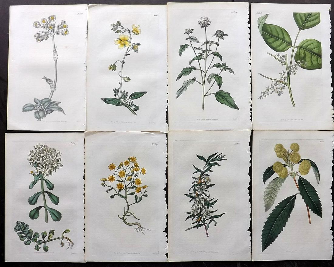 Curtis, William 1816 Lot of 8 HCol Botanical Prints (1 of 2)