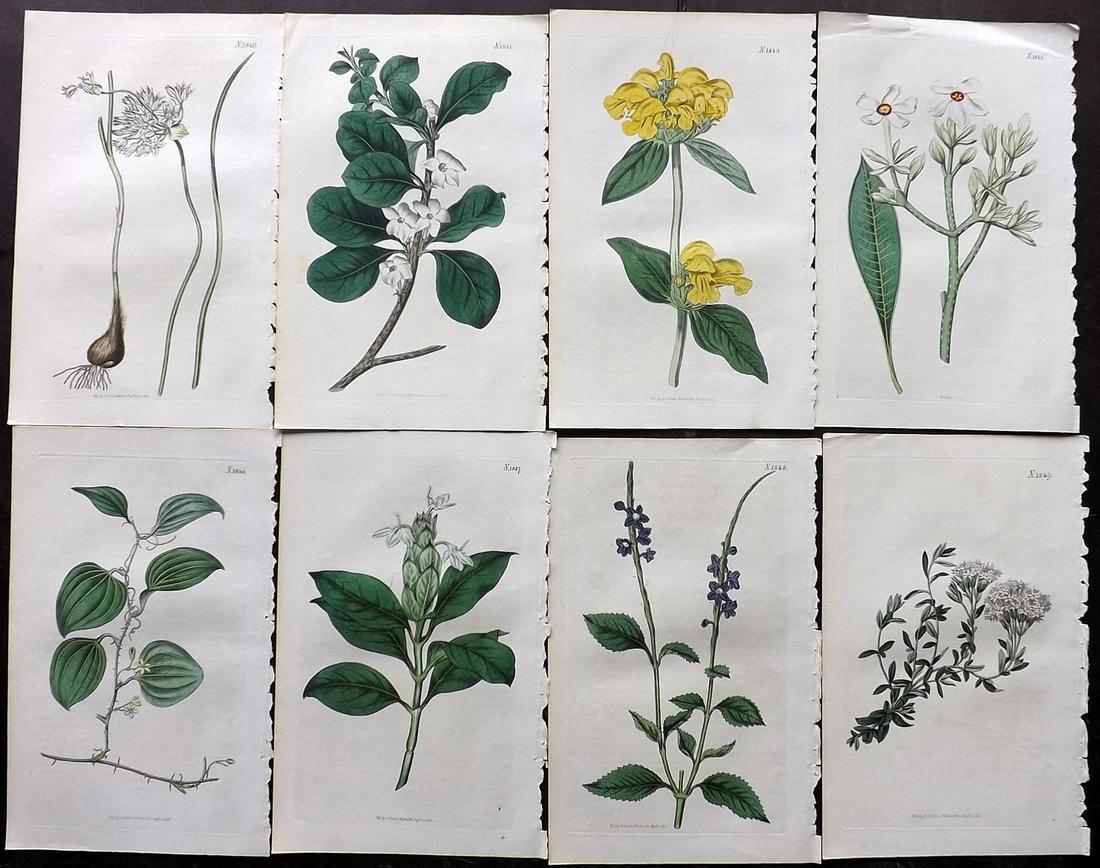 Curtis, William 1816 Lot of 8 HCol Botanical Prints (1 of 2)