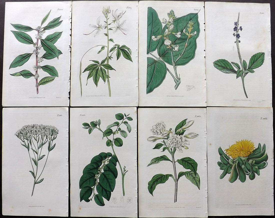 Curtis, William 1816 Lot of 8 HCol Botanical Prints (1 of 2)